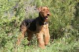 AIREDALE TERRIER 202